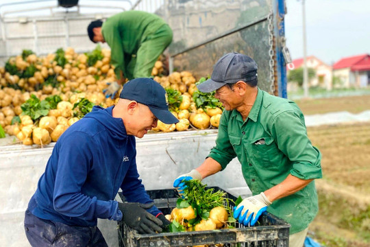 Mùa thu hoạch củ đậu - mùa vui ở Kim Thành