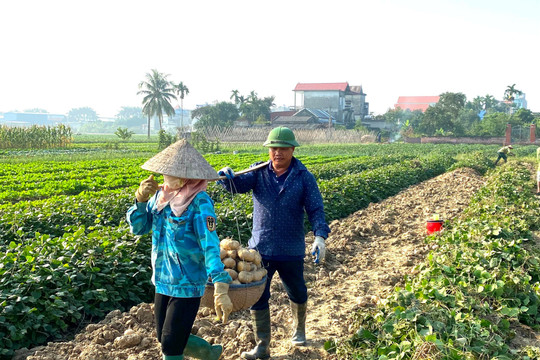 Nông dân Kim Thành thu lãi từ 12 - 13 triệu đồng/sào củ đậu