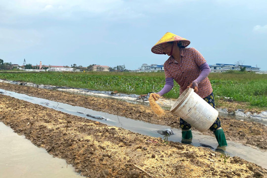 Trời tạnh mưa, nước rút dần, nông dân Kim Thành khẩn trương khôi phục sản xuất