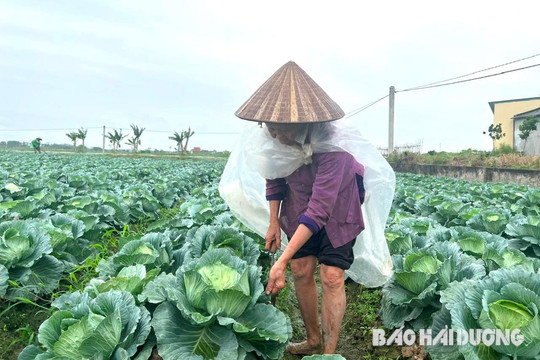 Nông dân Gia Lộc thu lãi 4-5 triệu đồng/sào rau vụ đông sớm