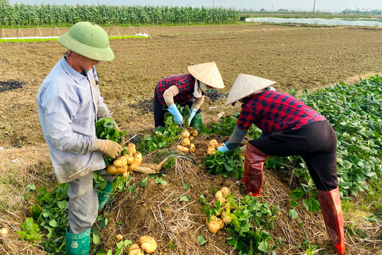 Nông dân Kim Thành thu lãi hơn 100 tỷ đồng từ củ đậu