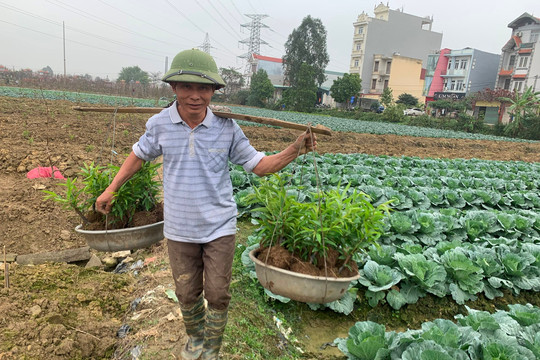 Hải Dương có 500 vùng sản xuất rau màu, trái cây rộng từ 5 ha trở lên