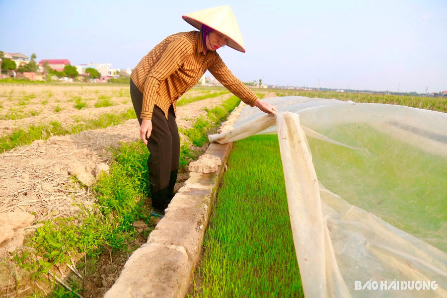 Mùa xuân, người ra đồng