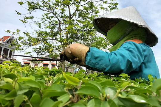 Cây xanh đô thị và tầm nhìn