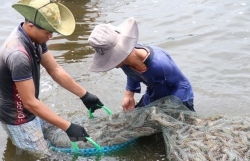 Workshop talks sustainable shrimp industry