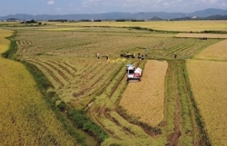 Falling rice price is only short-term, upward trend to continue: Experts