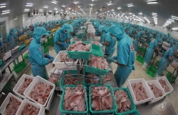 Vietnam’s tra fish export tipped to bounce back