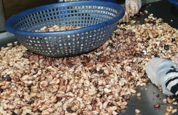 Customs exposes smuggling tricks of over 78,000 tons of cashew nuts