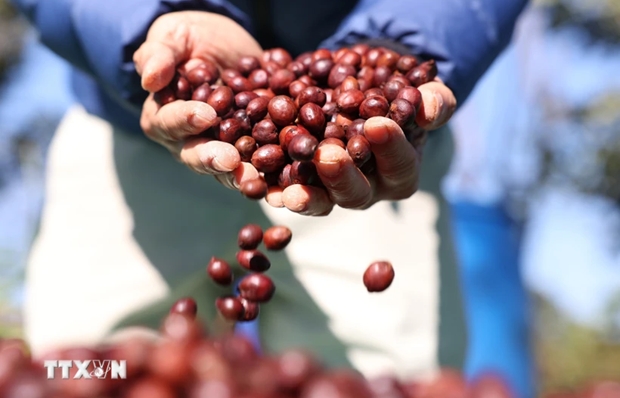 Vietnam – EU’s second biggest coffee supplier in 2023