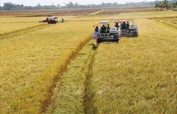 Increasing quality, value of rice shipments to boost exports