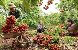 China remains promising market for Vietnamese farm produce