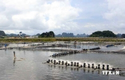 Quang Ninh strives to become northern region’s marine aquaculture hub