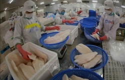 Vietnam targets 2 billion USD in tra fish exports in 2024