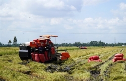 Kien Giang province to expand organic rice cultivation