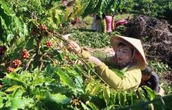 Coffee prices forecast to keep rising due to supply shortage in 2024