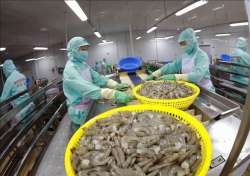 Shrimp companies seek to maintain exports in H2 amid fierce competition