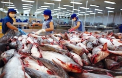 Tra fish export to CPTPP market reaches 114 mln USD as of June 15