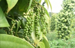 Asia biggest market for Vietnam’s peppercorn: conference