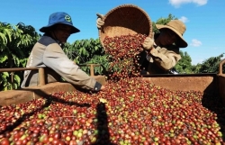 Coffee exports hoped to set new record