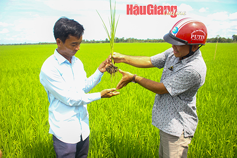 Xuống giống hơn 66.000ha lúa Hè thu