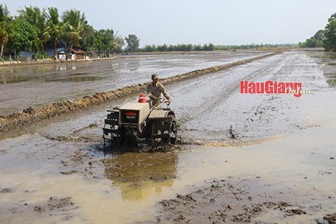 Xuống giống hơn 14.000ha lúa Hè thu