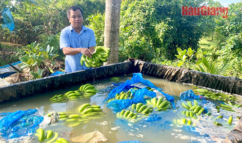 Tiềm năng phát triển sản phẩm OCOP