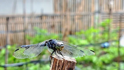 Tại sao bạn nên tránh xa bộ nạp chim ruồi