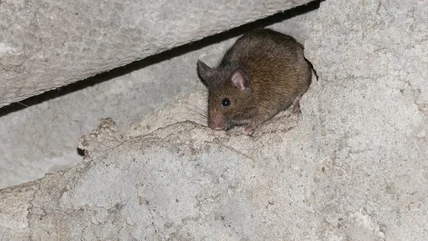 Liệu điều này có thật sự dễ dàng đưa Mice Running from your Garden Shed?