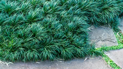 What Is Dwarf Mondo Grass And Why Should You Consider It For Your Lawn?