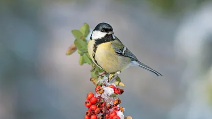 Think Twice Before Adding This Gorgeous Bird-Magnet Plant To Your Yard