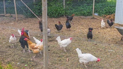 The Viral Painting Hack You Need To Know If You Raise Chickens In Your Yard