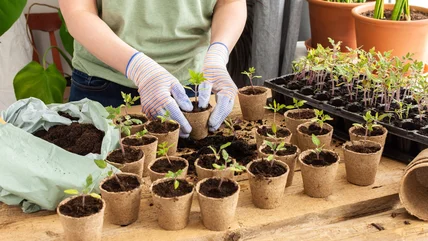 The Dollar Tree Containers Every Gardener Needs For Starting Seeds