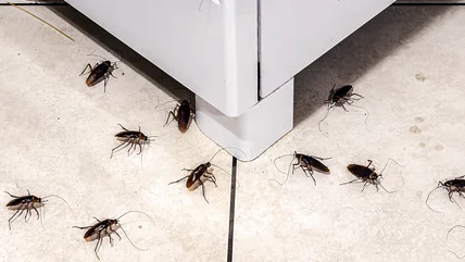 Eliminate Roaches In Your Home With This Vaseline Jar Trap Hack