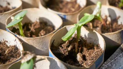 14 Genius Ways To Start Using Toilet Paper In Your Garden