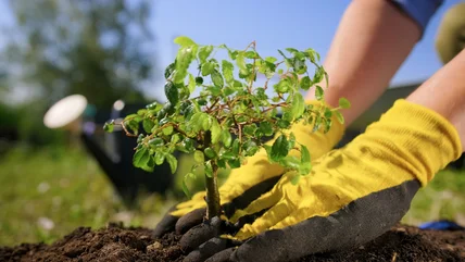 Phân bón cá bất ngờ Điều đó sẽ giúp cây Bonsai mọc lên