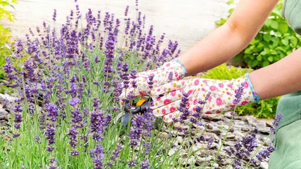 The Popular Garden Vegetable You Should Be Growing With Lavender This Spring