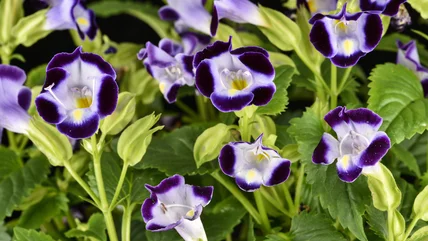 Giữ nhiệt độ mùa hè từ cây torenia với mẹo làm vườn