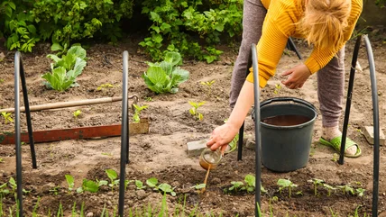 Loại cỏ gây phiền nhiễu đóng vai trò là phân bón hoàn hảo cho khu vườn của bạn