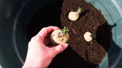 Reuse A Kiddie Pool For The Easiest Potato Harvest You've Ever Had