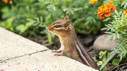 Nhóm Chipmunks sẽ tránh xa khu vườn của bạn