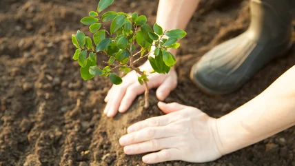 You May Want To Think Twice Before Planting This Beautiful Tree In Your Yard