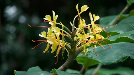 Tại sao bạn nên phát triển hoa Ginger như một nhà máy trong nhà để tận hưởng tuyệt đẹp Blooms