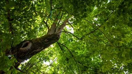 This Gorgeous Shade Tree May Have Some Drawbacks, According To Our Horticulture Expert