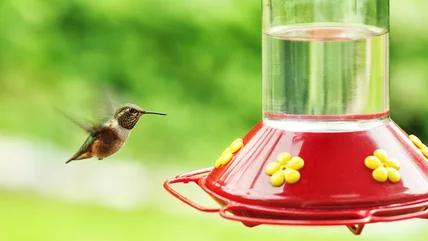 Có, bạn có thể treo một bộ lông chim gần cửa sổ, nhưng tránh lỗi này