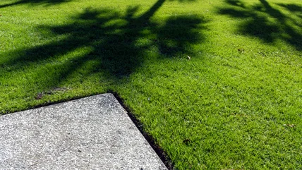 The Best Method For Overseeding The Zoysia Grass In Your Yard