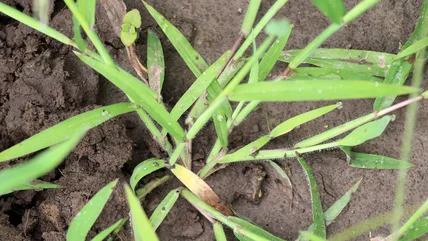 An Unusual Solution To Annoying Crabgrass Is Hiding In Your Kitchen Cabinet