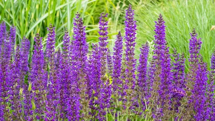 Làm thế nào để Prune Salvia cho tất cả Blooms mùa hè vô tận