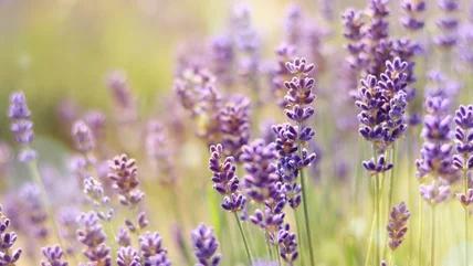 Lavender Is The Ideal Companion For This Popular Spring Bulb