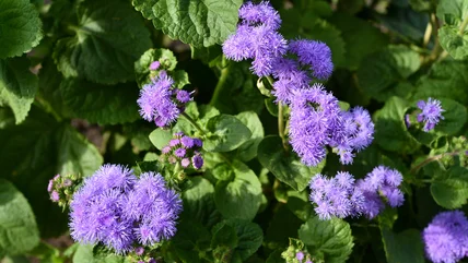 Hoa bản địa Ageratum Bạn nên trồng và làm nhiều thứ khác nhau để tránh