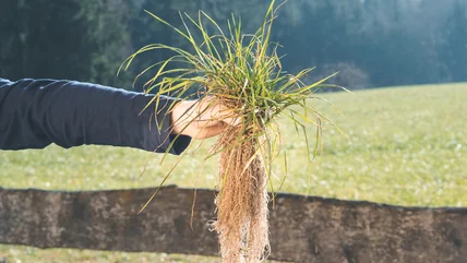 The Secret Technique Lawn Care Pros Use To Wipe Out Pesky Crabgrass For Good